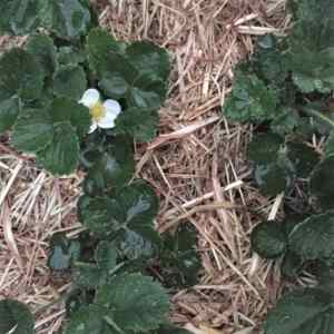 sugar cane mulch strawberry